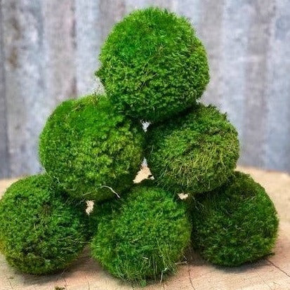 Moss Ball - Small