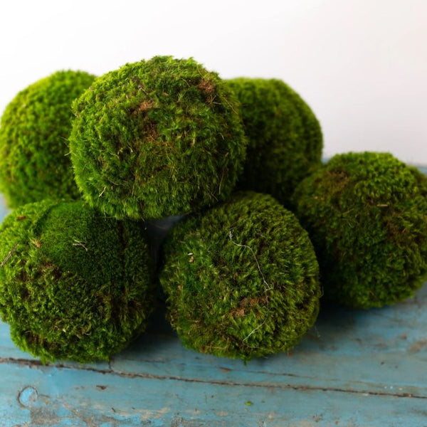 Moss Ball - Small