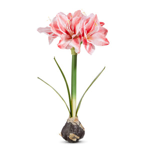 Real Touch Amaryllis Bulb