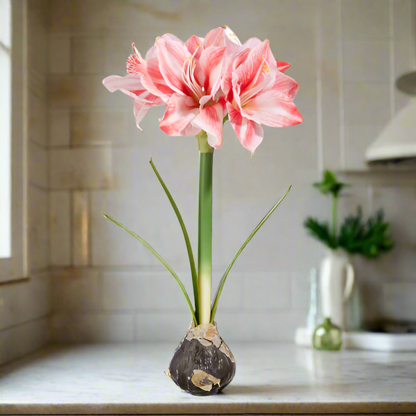 Real Touch Amaryllis Bulb