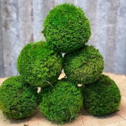 Moss Ball - Small