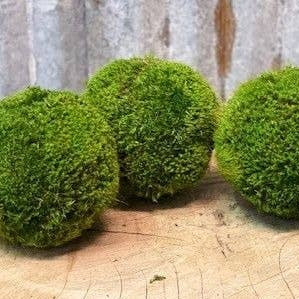 Moss Ball - Medium