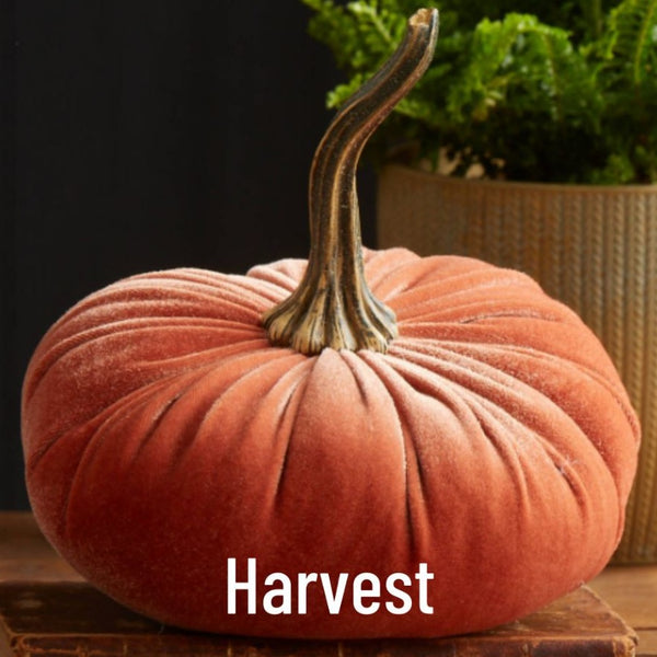 Large Velvet Pumpkin - Harvest