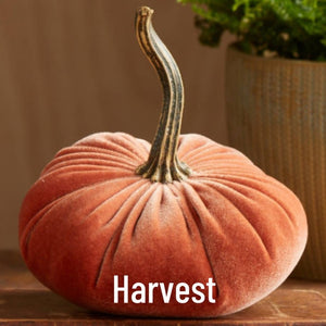Small Velvet Pumpkin - Harvest